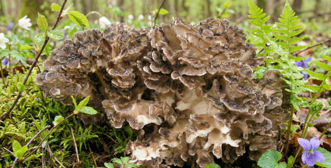 Maitake (żagwica listkowata) to naturalny grzyb o właściwościach adaptogennych